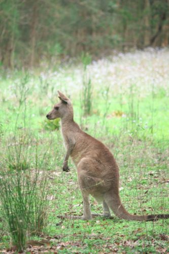 Cute small kangaroo