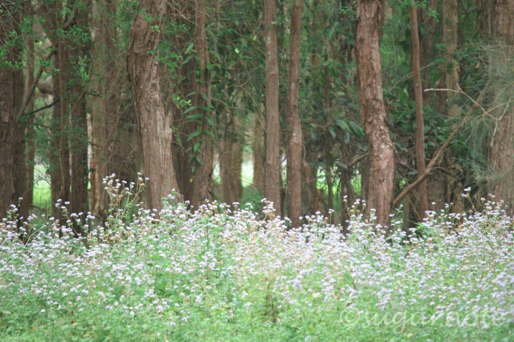 White flowers and trees