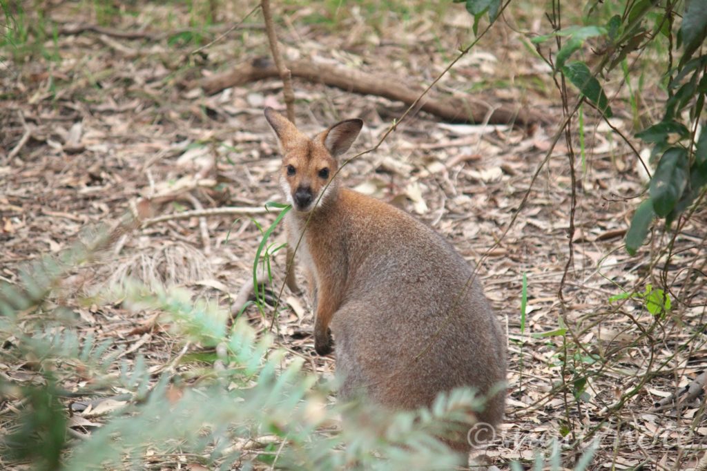 Small kangaroo