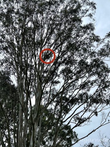 Koala on a tree with red circle