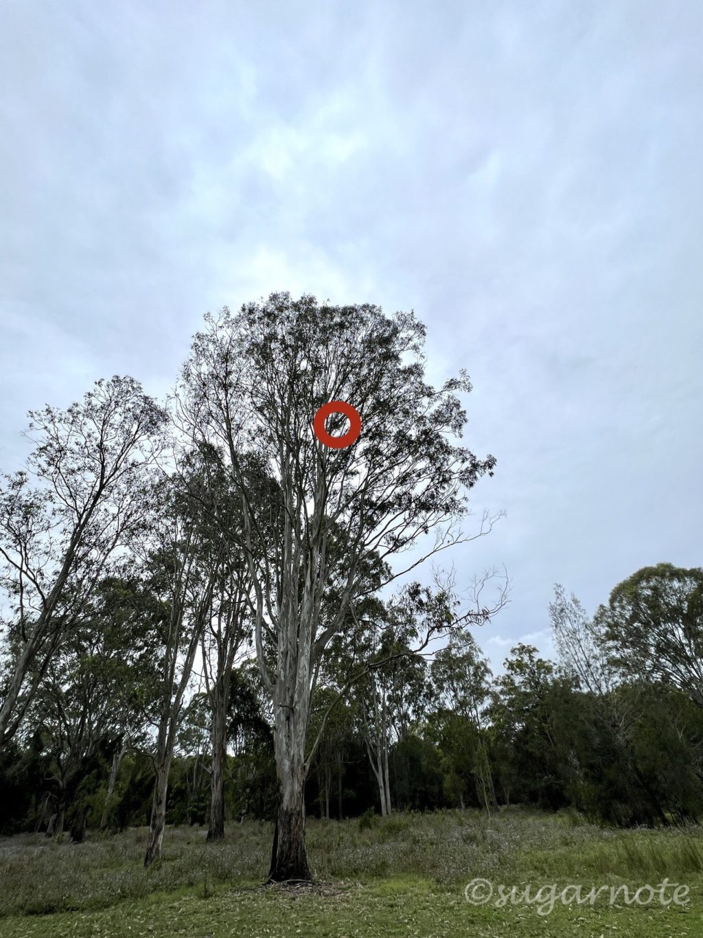Koala on a tree with red circle