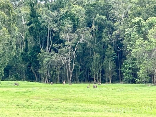 Kangaroos in distance