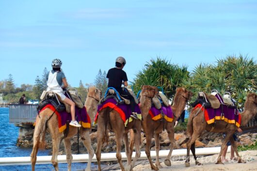 Gold Coast Show 2023 camel ride