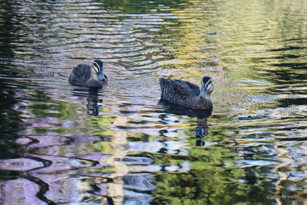 Ducks at See Park, Grafton