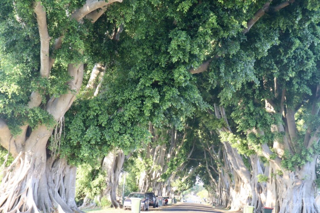 Fig trees Galore in Grafton