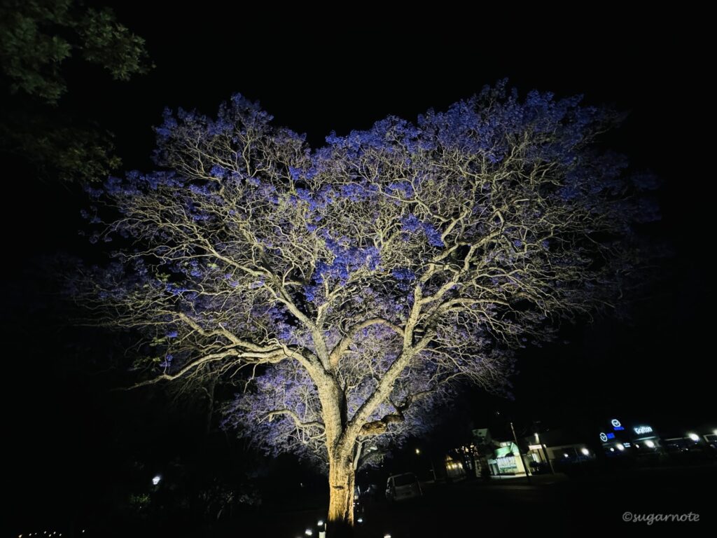 Illuminate Jacaranda tree at See Park, Grafton