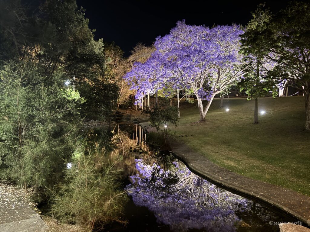 Jacaranda tree at night at See Park, Grafton