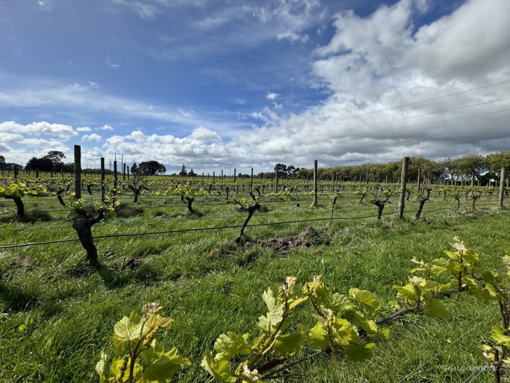 Blenheim winery in New Zealand