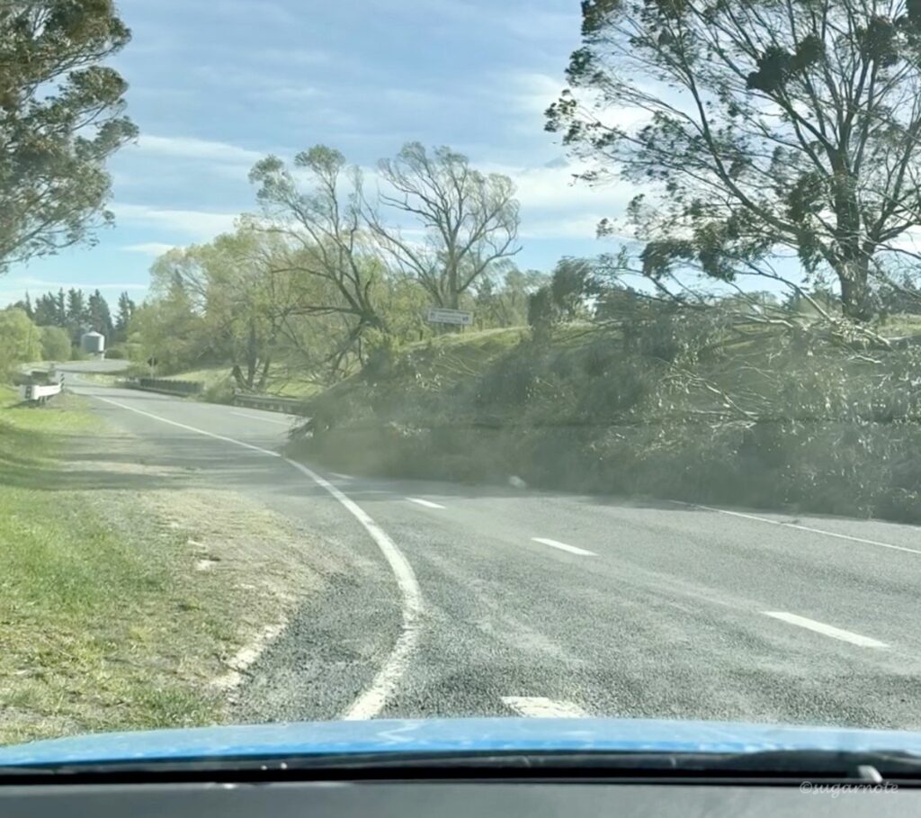 Trees along the road that fell in a gust of wind, South Island, New Zealand