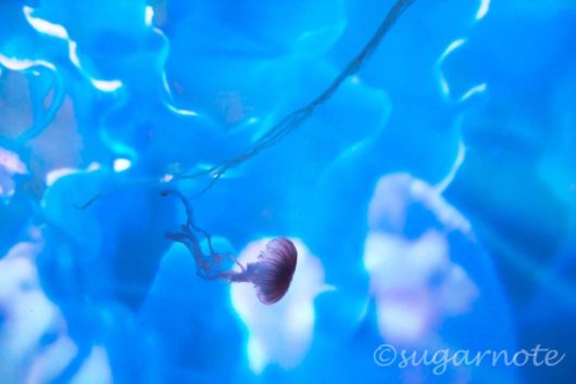 すみだ水族館, Sumida Aquarium, クラゲと蜷川実花氏のコラボレーション