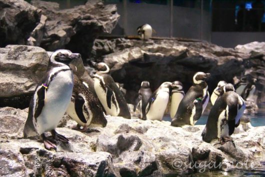 すみだ水族館, Sumida Aquarium, ペンギン, Penguins