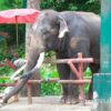 Chiangmai Zoo, チェンマイ動物園, 象